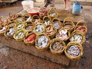 Arrivage de poissons