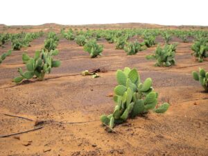 Champs de cactus