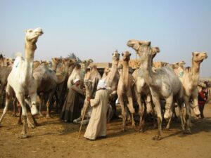 Le marché aux chameaux de Birqash