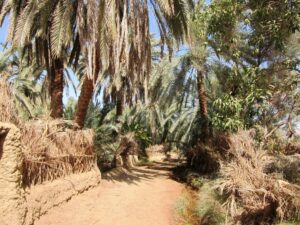 Promenade dans l'oasis